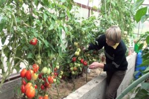 Las mejores variedades de tomates de bajo crecimiento para un invernadero de policarbonato.