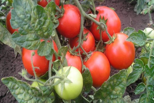 tomates trop petites