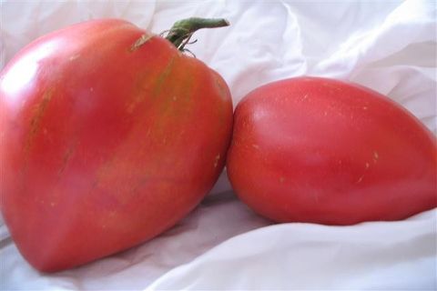 Tomates Ob Dome