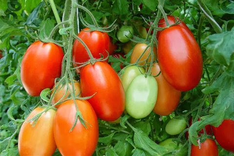 watering tomatoes