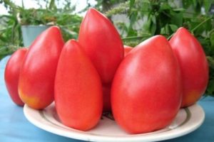 Descripción de la variedad de tomate Ob domos y sus características