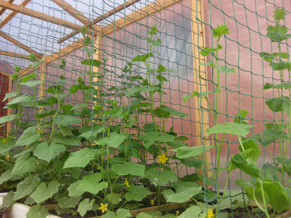 trellis net for cucumbers