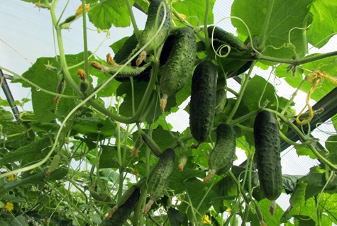 cucumbers in the greenhouse