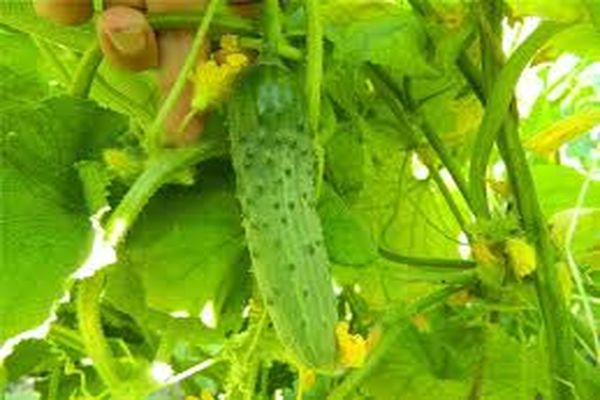 cucumber on a branch