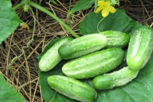 Description and characteristics of the Nezhinsky cucumber variety