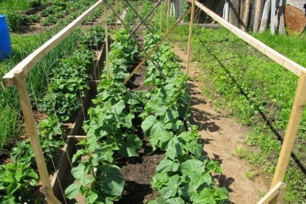 growing cucumbers