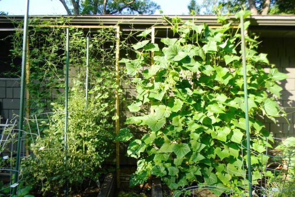 habitat for cucumbers