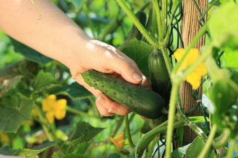 pepino en el jardin