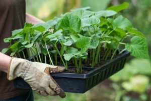 Comment bien planter et entretenir les concombres dans une serre