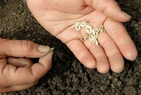 in the hands of the seeds