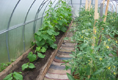 green greenhouse