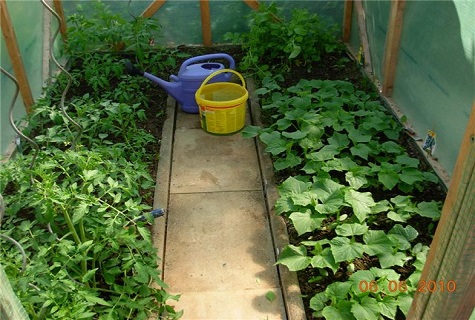 pepinos con tomates