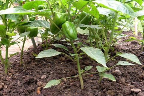 pepper in the ground