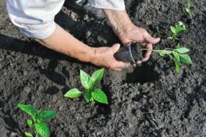 ¿Necesito apilar pimientos en un campo abierto o en un invernadero?