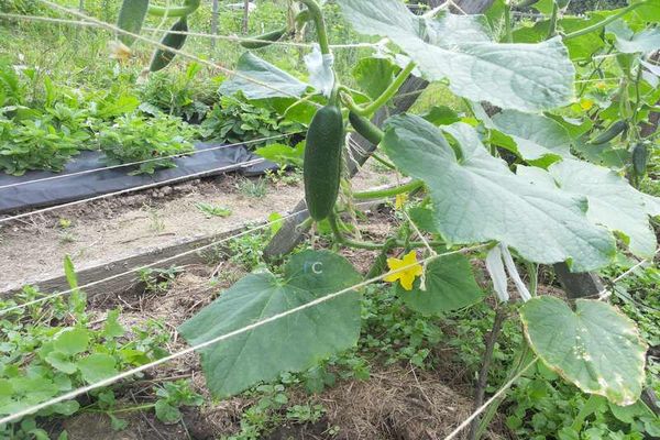 cucumber cultivation