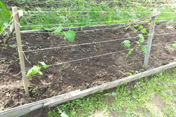 feeding cucumbers