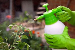 How to feed cucumbers by spraying milk with iodine