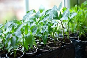 Cultivar chiles en casa en el alféizar de una ventana o balcón