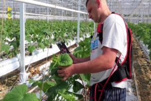 How to pinch cucumbers in a greenhouse correctly step by step