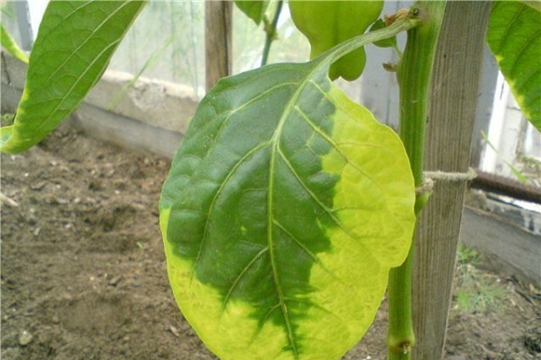 caméléon feuille