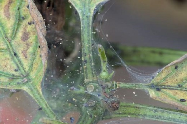 telaraña en plantas