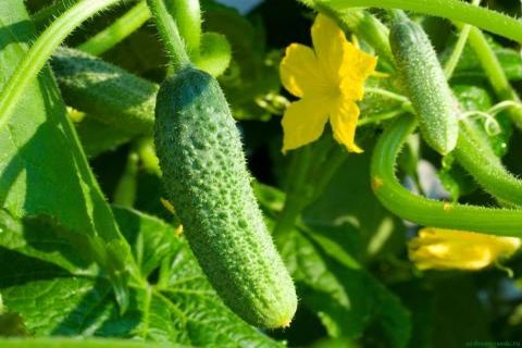 varieties of cucumbers