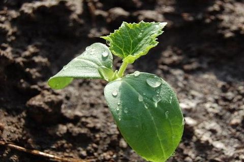 cucumber watering