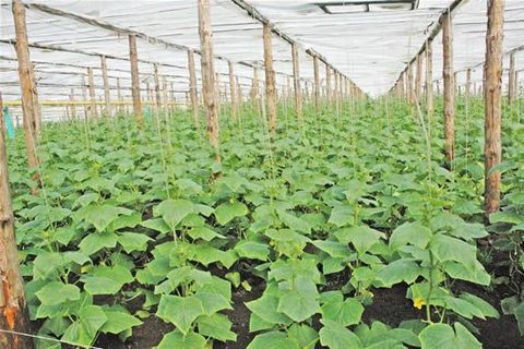 cucumbers in the greenhouse