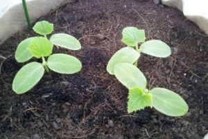 How to properly transplant cucumbers to another place and is it possible