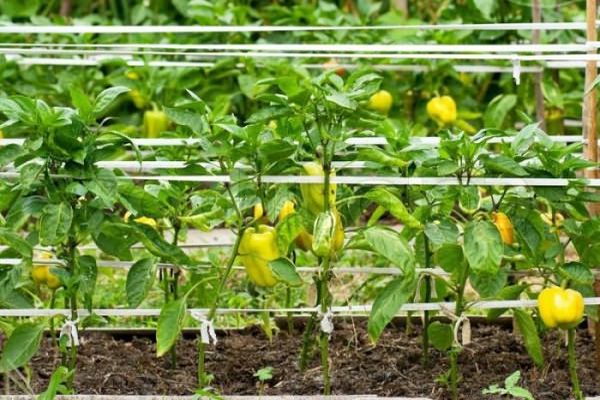 pepper in the greenhouse