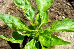 Tratamiento correcto de las enfermedades del pimiento en invernadero, medidas de control.