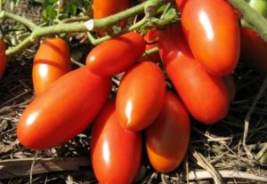 Ciri dan keterangan mengenai varieti tomato Gulliver, hasilnya