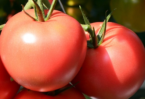 récolte de tomates Pink Claire