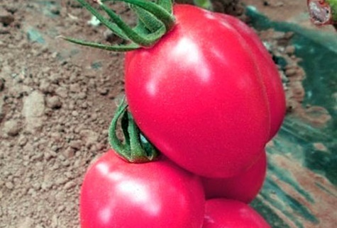 tomato bushes Pink Pioneer