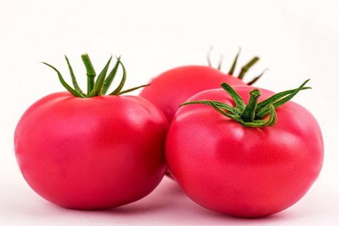 pelbagai tomato samson merah jambu