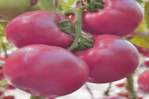 Description et caractéristiques de la variété de tomate Pink Samson F1, son rendement