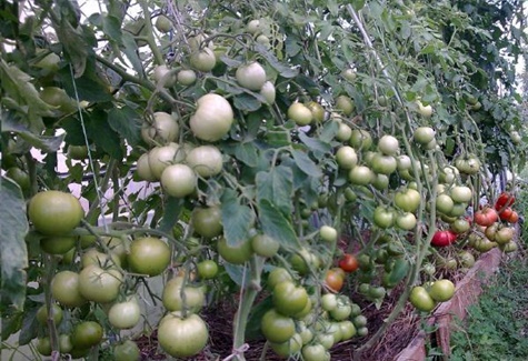 ligne tomate rose