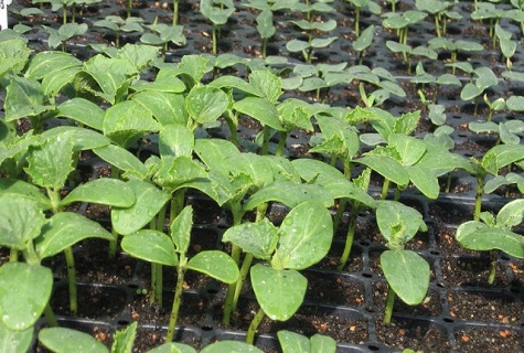 ready-made seedlings