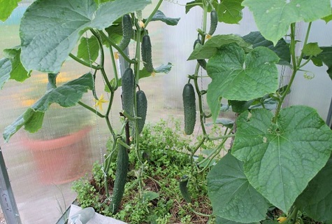 cucumbers in the greenhouse