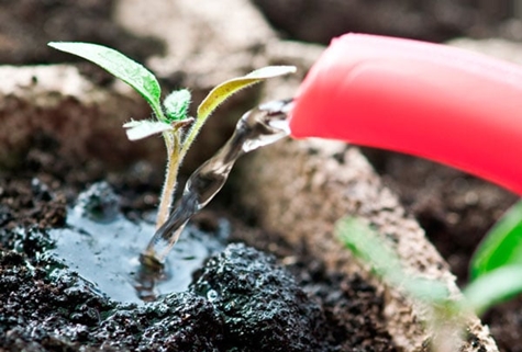 watering tomato seedlings