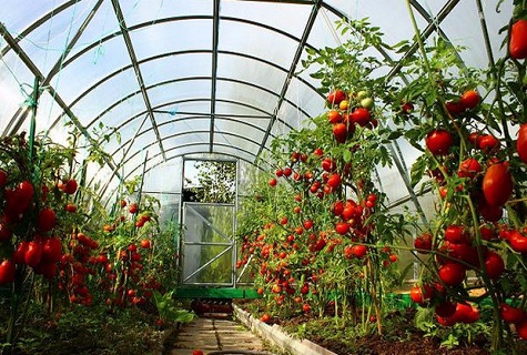 polycarbonate greenhouse