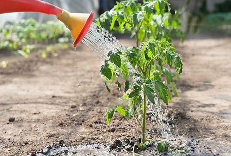 watering with a sprinkler