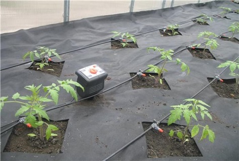 drip irrigation