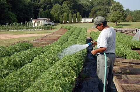 watering tomatoes