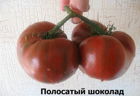 tomato crop striped chocolate