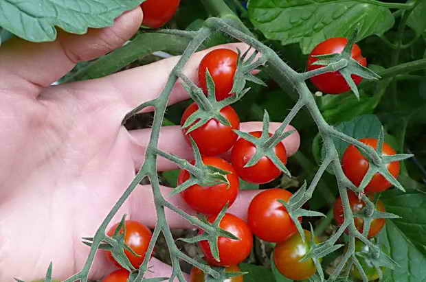 tomates cherry en la mano