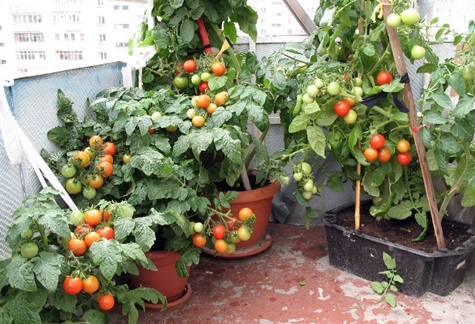 tomates en el balcón