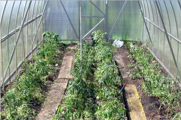 placement in a greenhouse