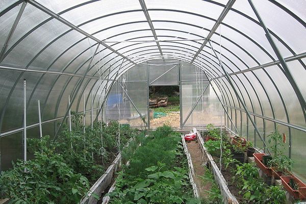 greenhouse with tomatoes