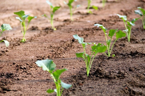 cabbage seedlings in the garden